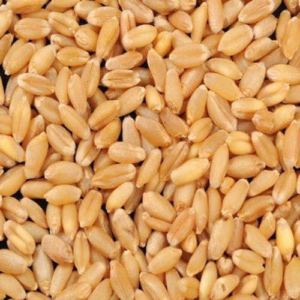 KFFC Pure & Cleaned Wheat